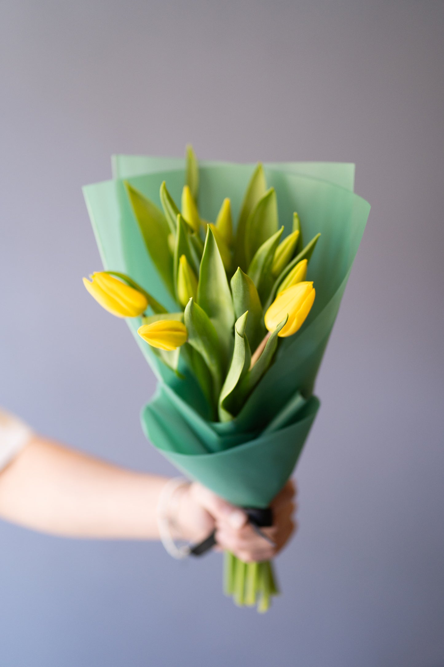 Tulipanes AMARILLOS