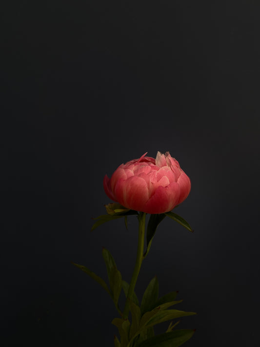 Peonías Coral Charm